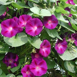 Ipomoea purpurea Crimson Rambler | 10_Seeds