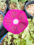 Ipomoea purpurea Crimson Rambler | 10_Seeds