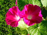 Ipomoea purpurea Crimson Rambler | 10_Seeds