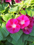 Ipomoea purpurea Crimson Rambler | 10_Seeds
