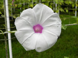 Ipomoea purpurea Jamie Lynn | 10_Seeds