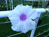 Ipomoea purpurea Jamie Lynn | 10_Seeds