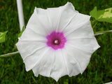 Ipomoea purpurea Jamie Lynn | 10_Seeds