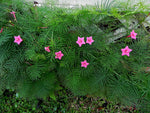 Ipomoea quamoclit Pink | 20_Seeds