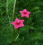 Ipomoea quamoclit Pink | 20_Seeds