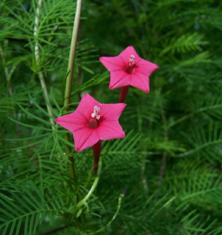Ipomoea quamoclit Pink | 20_Seeds