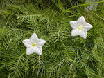 Ipomoea quamoclit White | 20_Seeds