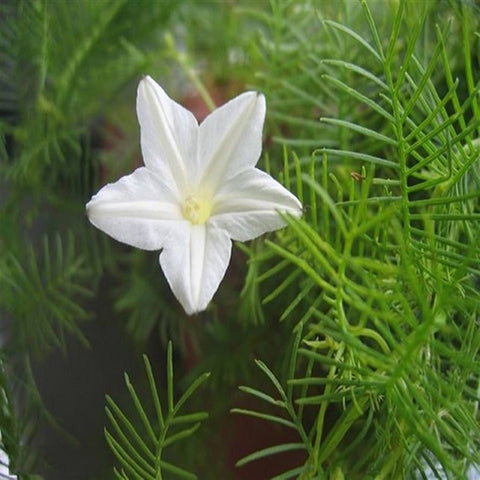Ipomoea quamoclit White | 20_Seeds