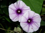Ipomoea turbinata | muricata | Lavender Moonvine | 10_Seeds