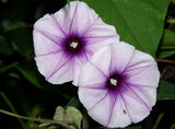 Ipomoea turbinata | muricata | Lavender Moonvine | 10_Seeds