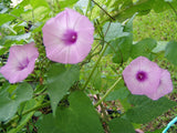 Ipomoea turbinata | muricata | Lavender Moonvine | 10_Seeds