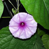 Ipomoea turbinata | muricata | Lavender Moonvine | 10_Seeds