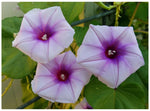 Ipomoea turbinata | muricata | Lavender Moonvine | 10_Seeds