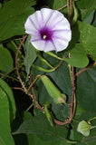 Ipomoea turbinata | muricata | Lavender Moonvine | 10_Seeds