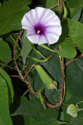 Ipomoea turbinata | muricata | Lavender Moonvine | 10_Seeds