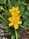 Iris domestica Hello Yellow | 10_Seeds