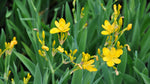 Iris domestica Hello Yellow | 10_Seeds