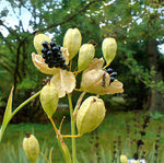 Iris domestica Hello Yellow | 10_Seeds