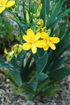 Iris domestica Hello Yellow | 10_Seeds