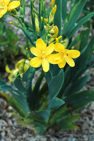 Iris domestica Hello Yellow | 10_Seeds