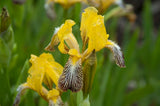 Iris variegata | Hungarian | 10_Seeds