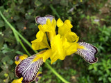 Iris variegata | Hungarian | 10_Seeds