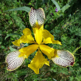 Iris variegata | Hungarian | 10_Seeds