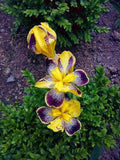 Iris variegata | Hungarian | 10_Seeds