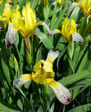 Iris variegata | Hungarian | 10_Seeds