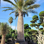 Jubaea chilensis | Chile Cocopalm | Chilean Wine Palm | 5_Seeds