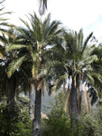 Jubaea chilensis | Chile Cocopalm | Chilean Wine Palm | 5_Seeds