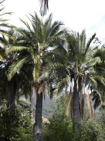 Jubaea chilensis | Chile Cocopalm | Chilean Wine Palm | 5_Seeds
