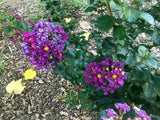 Lagerstroemia indica Purple Velvet | 50_Seeds