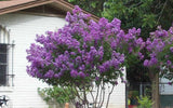 Lagerstroemia indica Purple Velvet | 50_Seeds