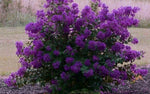 Lagerstroemia indica Purple Velvet | 50_Seeds