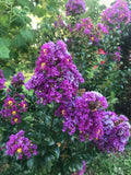 Lagerstroemia indica Purple Velvet | 50_Seeds