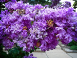 Lagerstroemia indica Purple Velvet | 50_Seeds