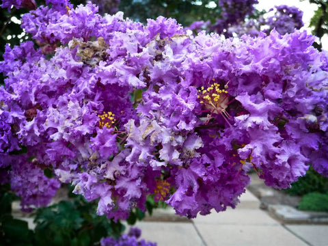 Lagerstroemia indica Purple Velvet | 50_Seeds