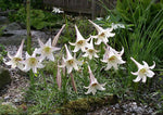 Lilium formosanum pricei | Dwarf Formosa | Taiwan Lily | 20_Seeds