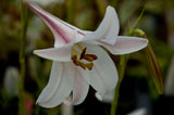 Lilium formosanum pricei | Dwarf Formosa | Taiwan Lily | 20_Seeds