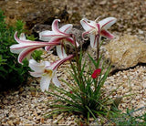 Lilium formosanum pricei | Dwarf Formosa | Taiwan Lily | 20_Seeds