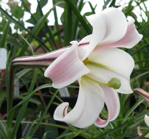 Lilium formosanum pricei | Dwarf Formosa | Taiwan Lily | 20_Seeds