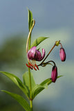 Lilium martagon | Turks Cap Lily | 10_Seeds