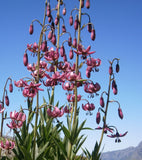 Lilium martagon | Turks Cap Lily | 10_Seeds