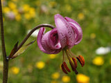 Lilium martagon | Turks Cap Lily | 10_Seeds