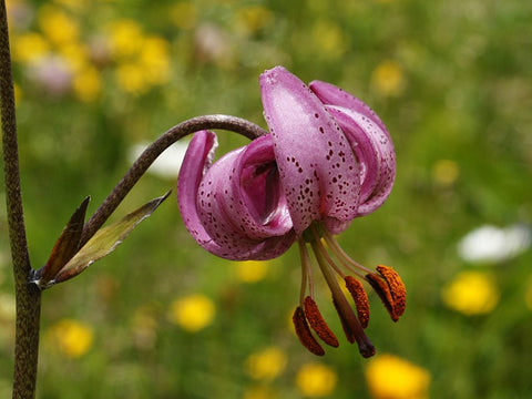 Lilium martagon | Turks Cap Lily | 10_Seeds