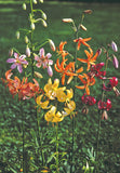 Lilium x martagon Painted Ladies | 5_Seeds