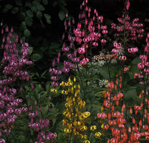 Lilium x Martagon Painted Ladies | 5_Seeds