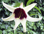 Lilium nepalense | Lily of Nepal | 5_Seeds