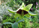 Lilium nepalense | Lily of Nepal | 5_Seeds